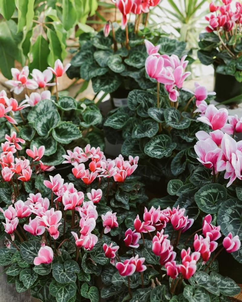 Cyclamen