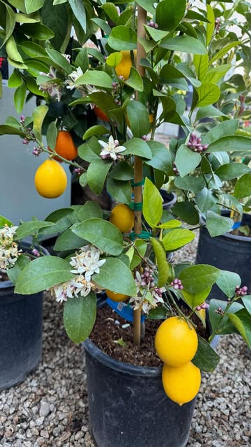 Compact Improved Meyer Lemon