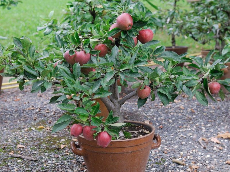 Dwarf Apple Tree (Malus Domestica - Patio Types)