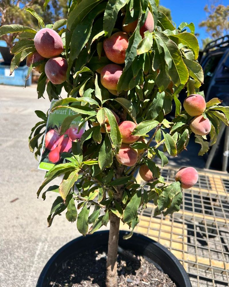 Dwarf Peach