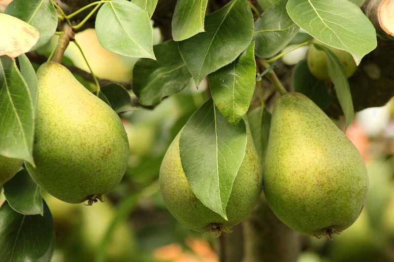 Dwarf Bartlett Pear