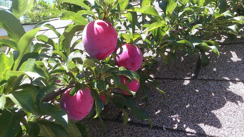 Compact Santa Rosa Plum
