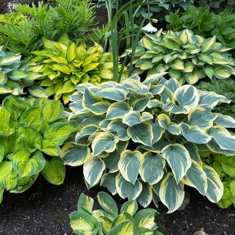 Hostas (Small To Medium Types)