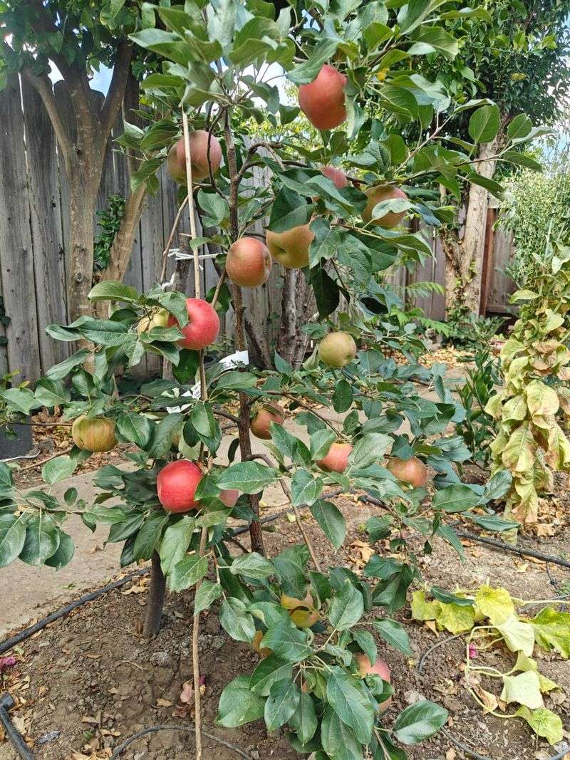 Dwarf Fuji Apple