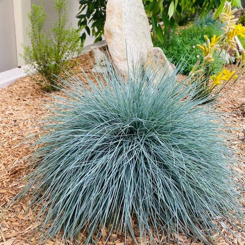 Blue Fescue Grass