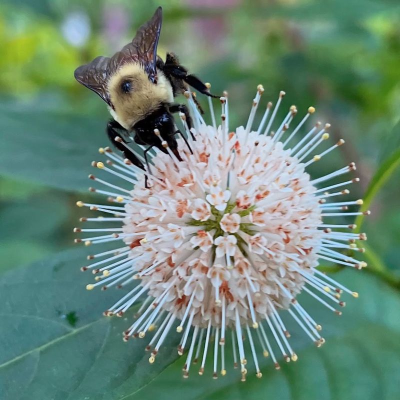 Buttonbush Produces Unique Pollinator Blooms