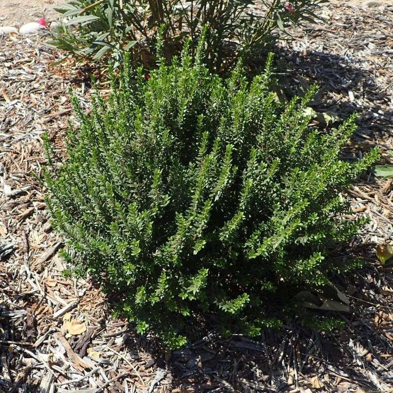 Dwarf Myrtle