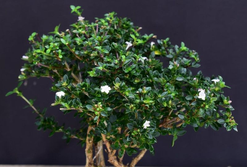 Serissa Foetida (Snow Rose)