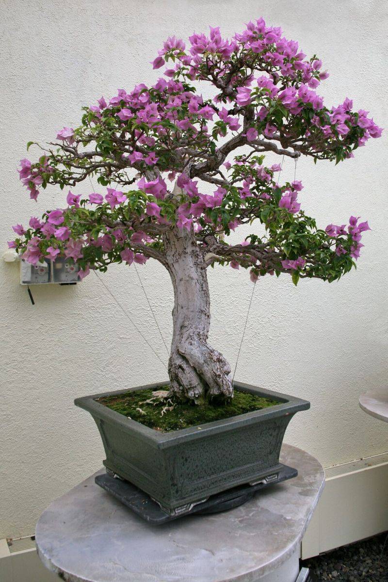 Bougainvillea