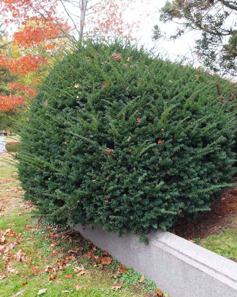 Yew (Taxus)