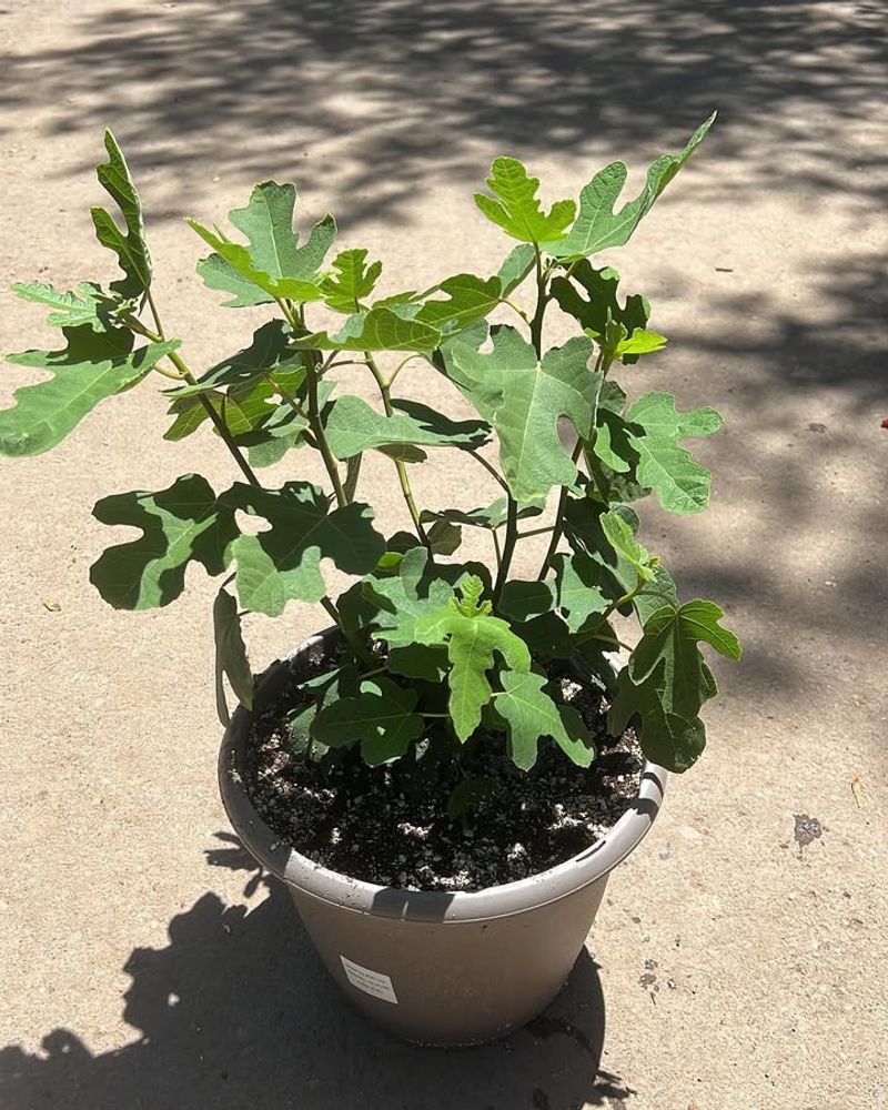 Fig Tree