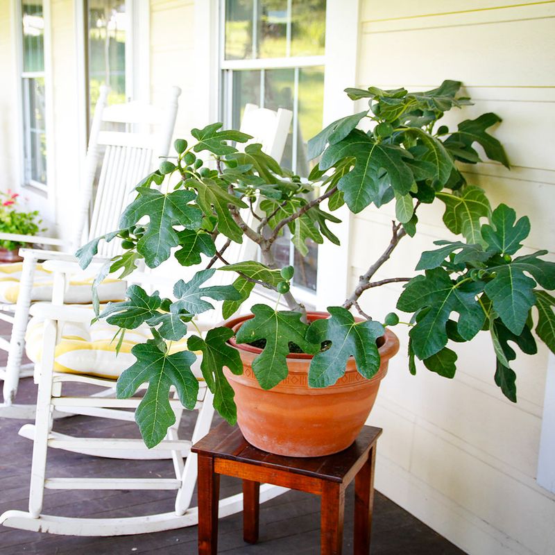 Dwarf Fig (Ficus Carica - Compact Varieties)