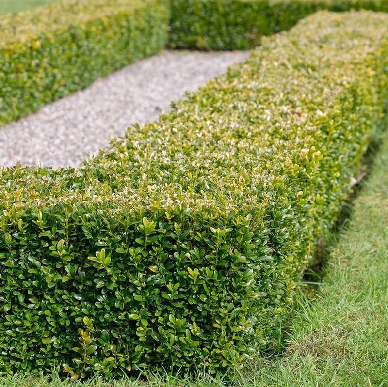 Japanese Boxwood