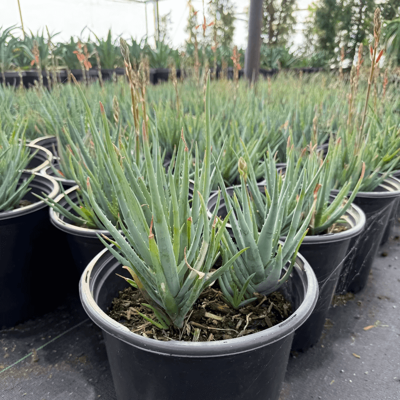 Blue Elf Aloe (Aloe 'Blue Elf')