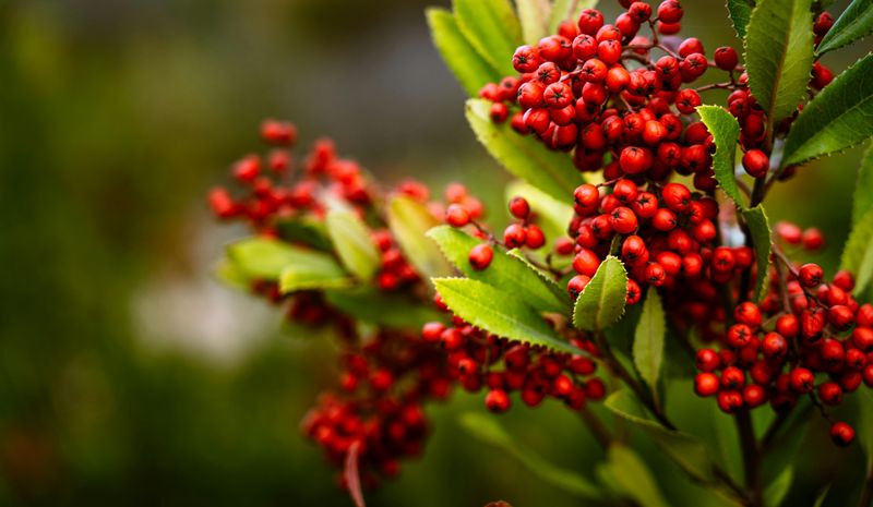 Toyon (Heteromeles Arbutifolia)