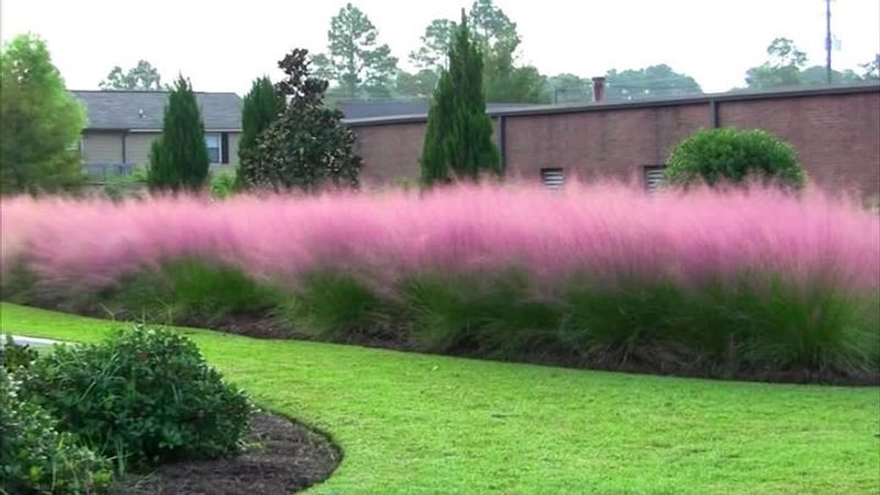 Muhly Grass (Compact Or Straight Species)