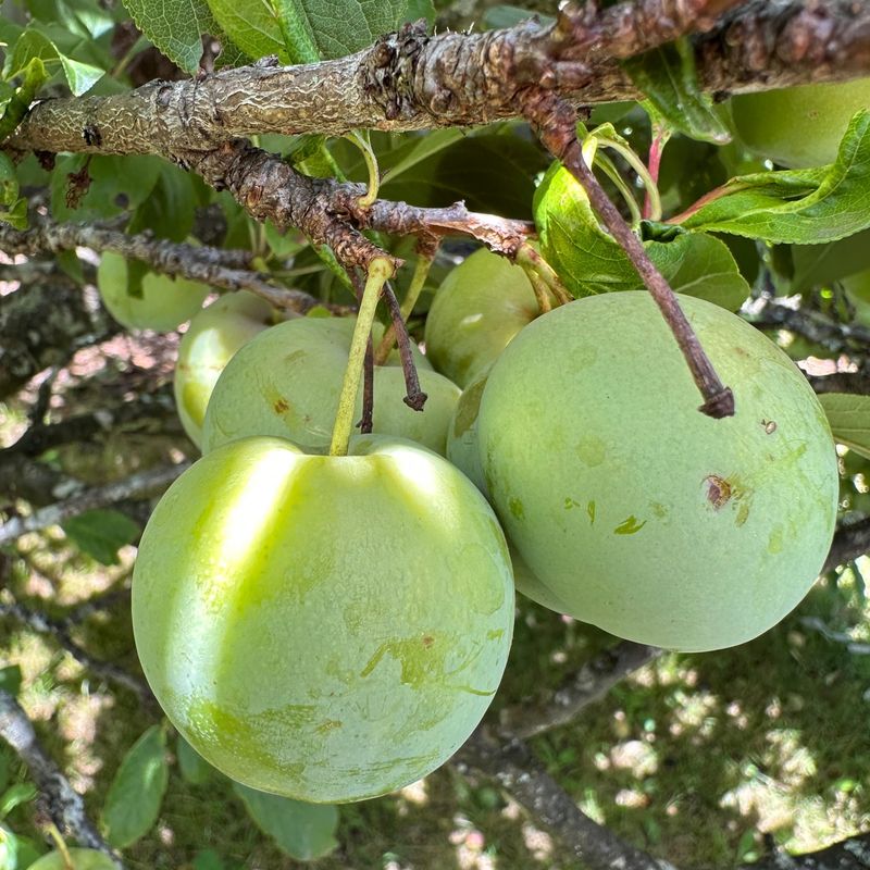 Dwarf Plum
