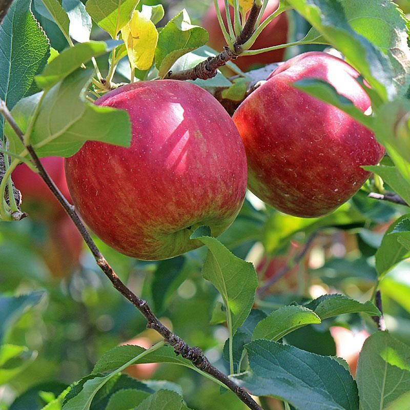 Dwarf Apple (Gala Or Fuji)
