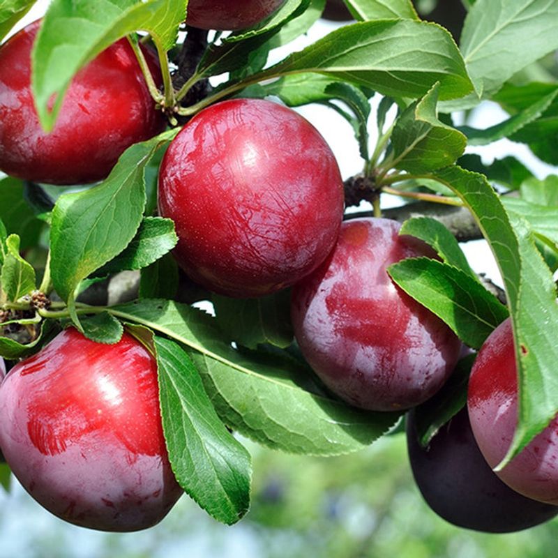Dwarf Plum (Santa Rosa Or Methley)