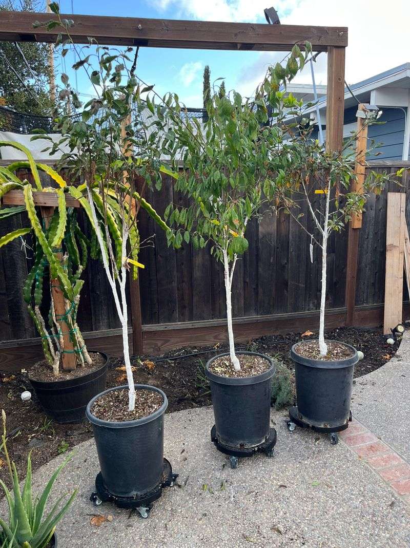 Patio Plum Trees