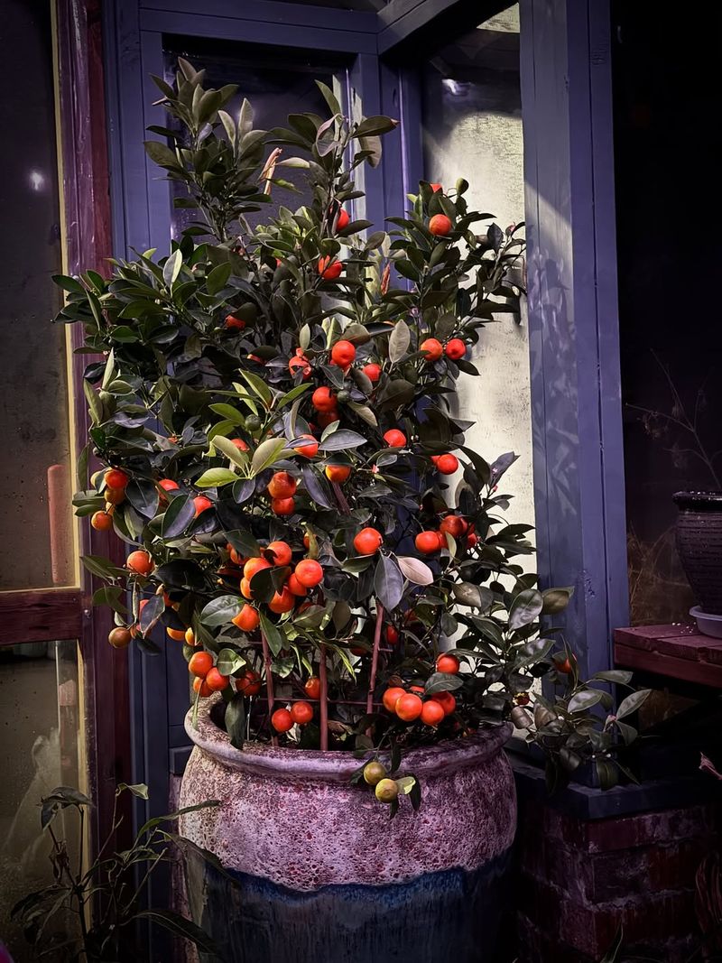 Kumquat Tree