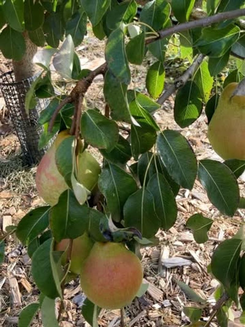 Dwarf Pear Trees