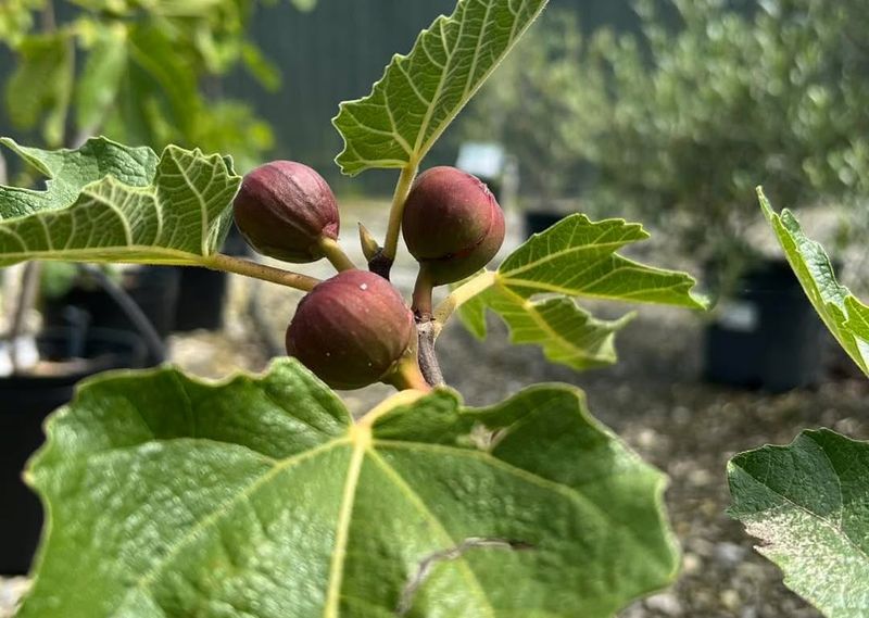 Compact Fig Trees