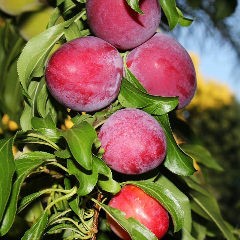 Dwarf Plum (Santa Rosa Or Methley)