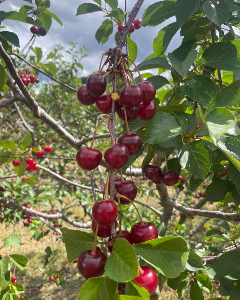 Sour Cherry Trees