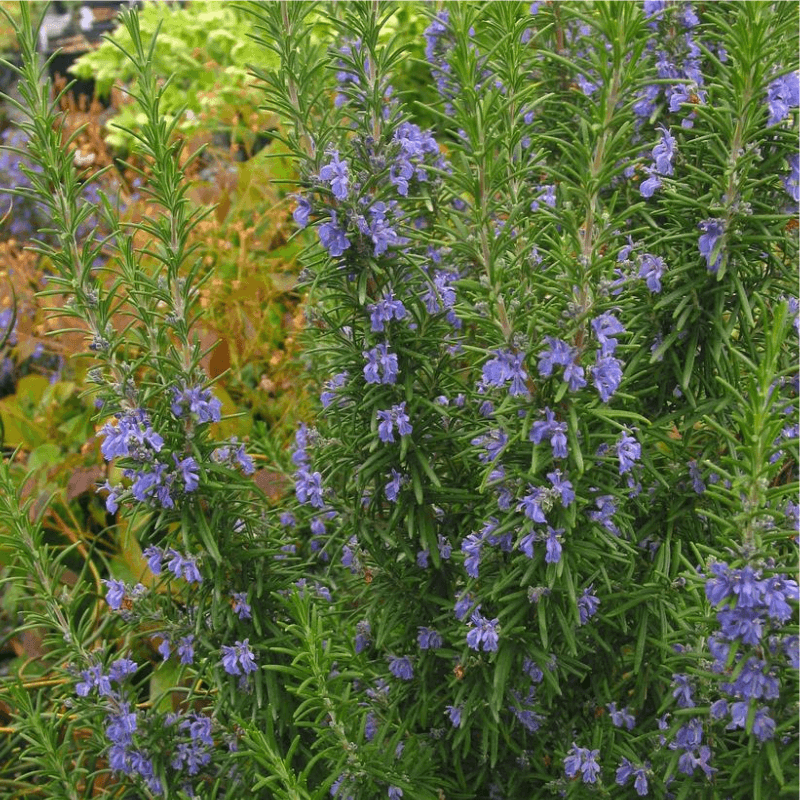 Rosemary (Rosmarinus Officinalis - Upright Forms)