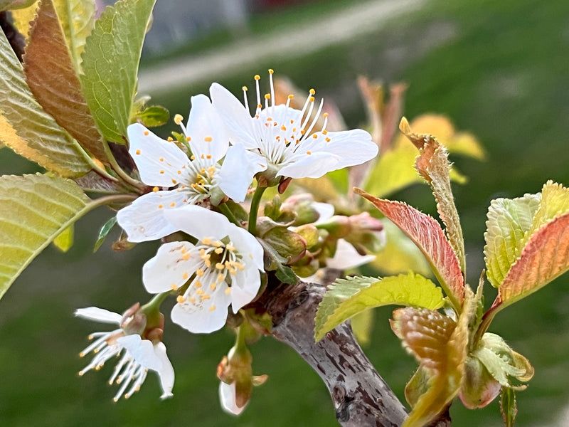 Dwarf Cherry (Stella Or Compact Stella)