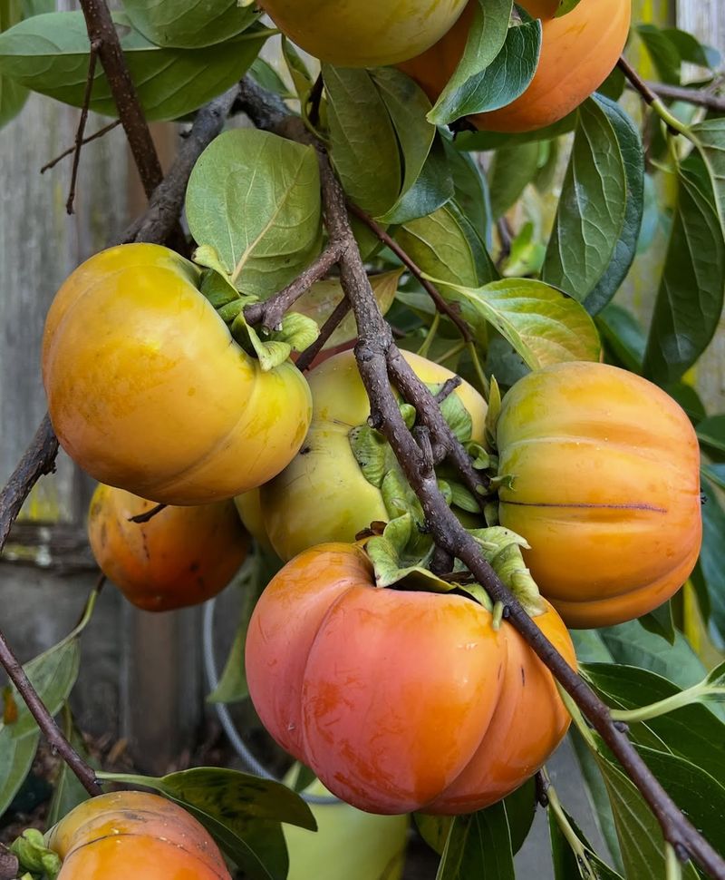 Persimmon Trees