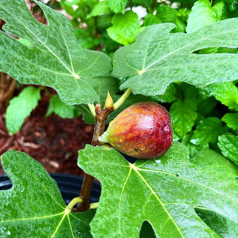 Fig (Especially Hardy Varieties Like 'Chicago Hardy')