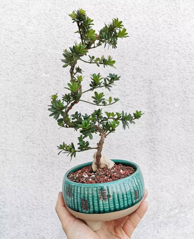 Buddhist Pine