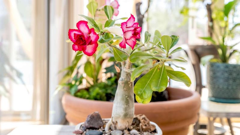 Desert Rose (Adenium Obesum)