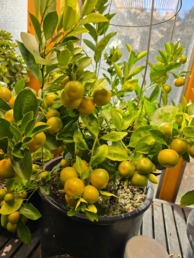 Calamondin Orange