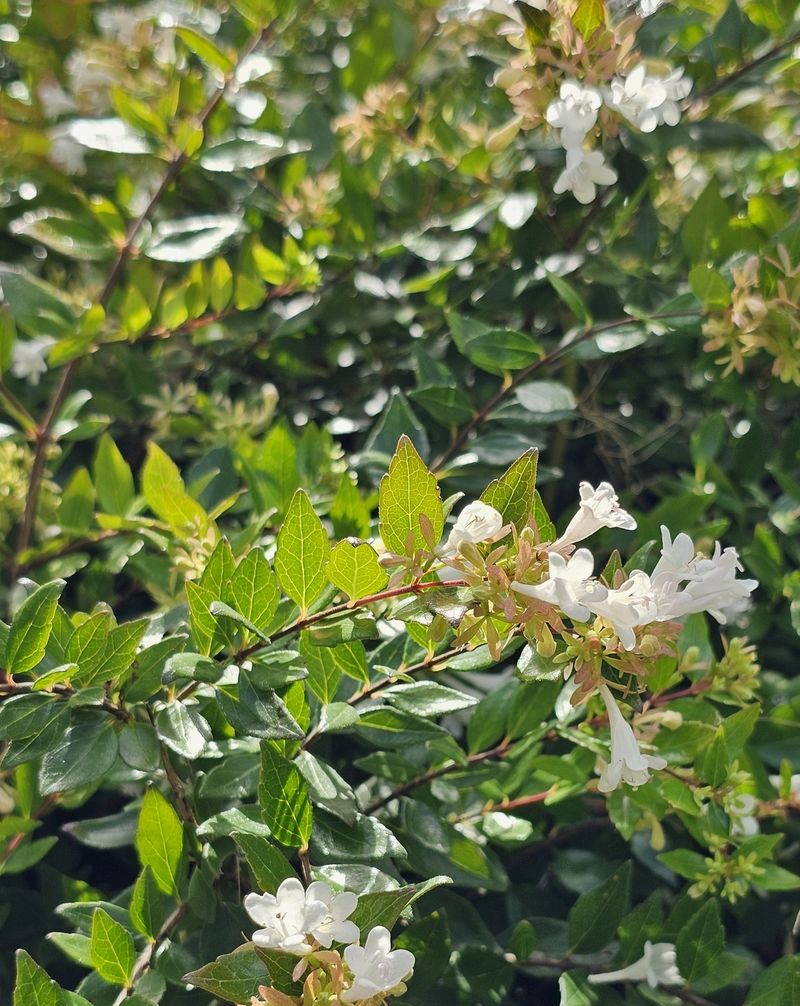 Abelia