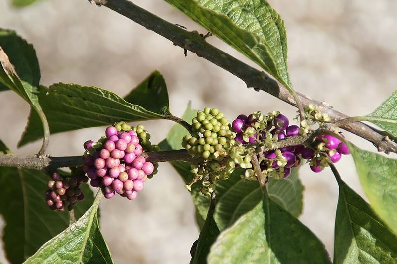 Beautyberry