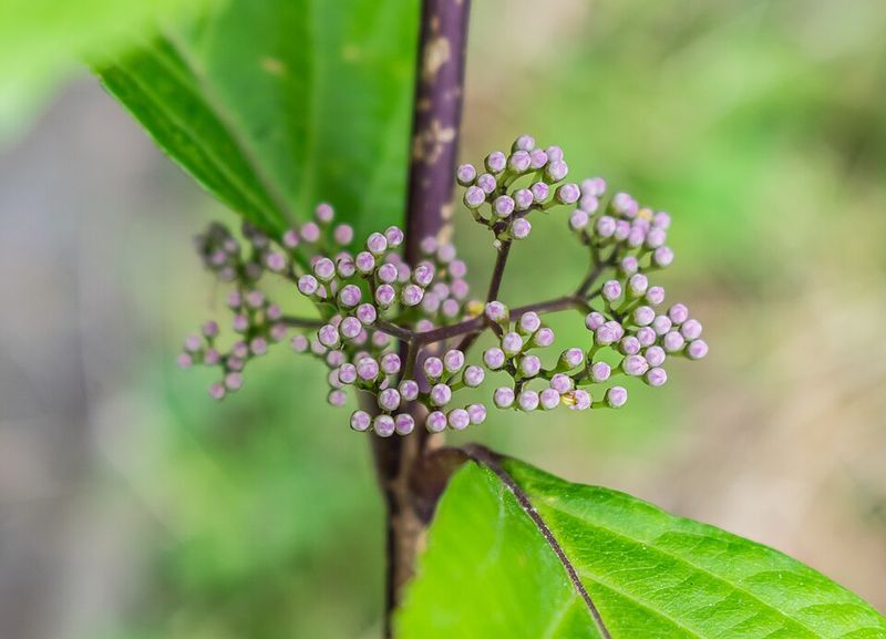 Beautyberry