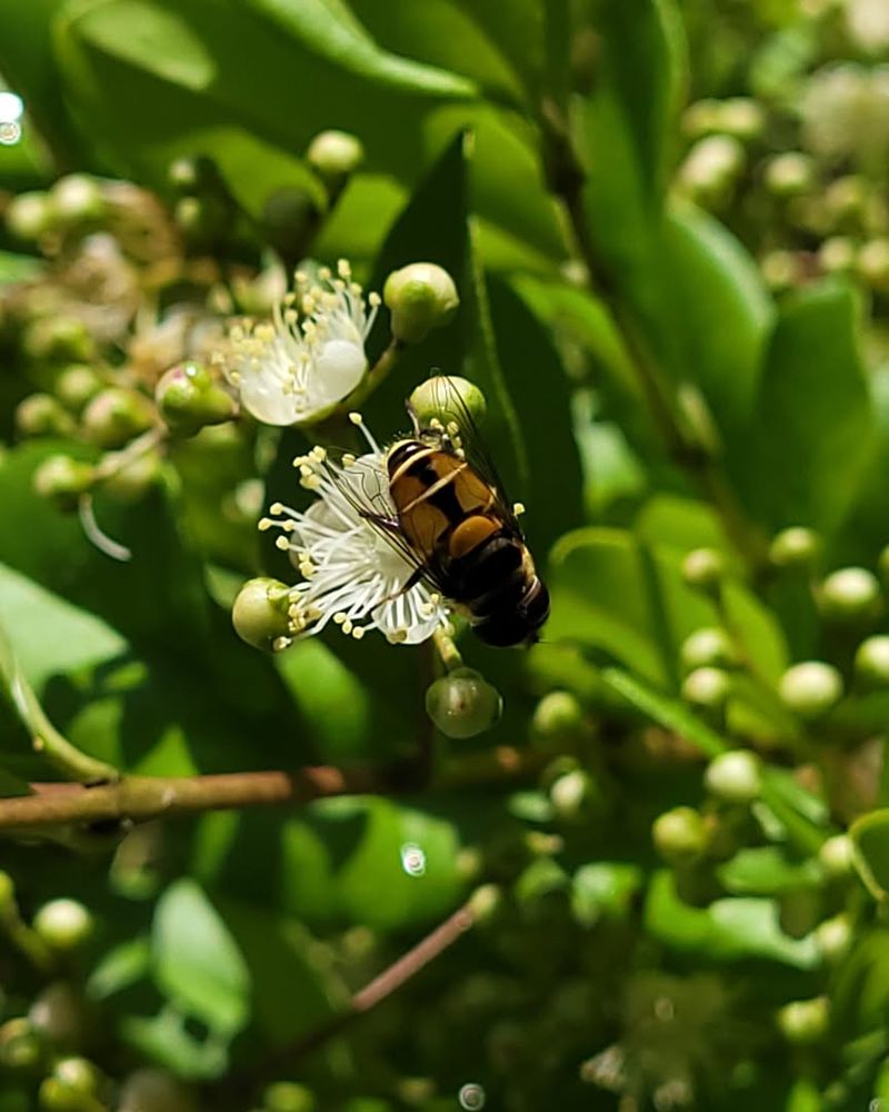 Simpson's Stopper (Myrcianthes fragrans)
