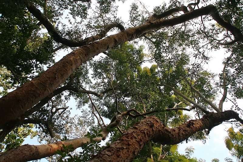 Gumbo Limbo (Bursera simaruba)