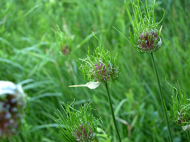 Wild Garlic (Allium vineale)
