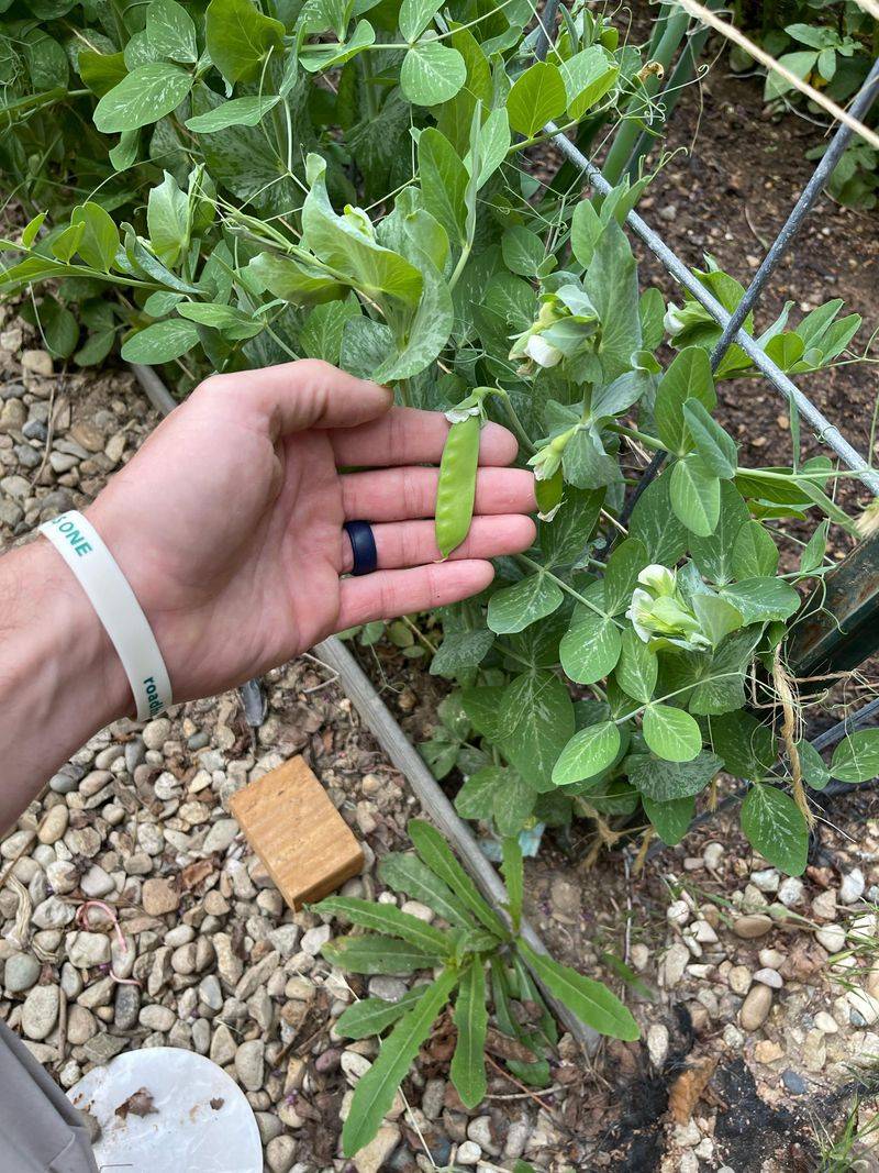 Plants Finish Strong Before Extreme Heat Arrives