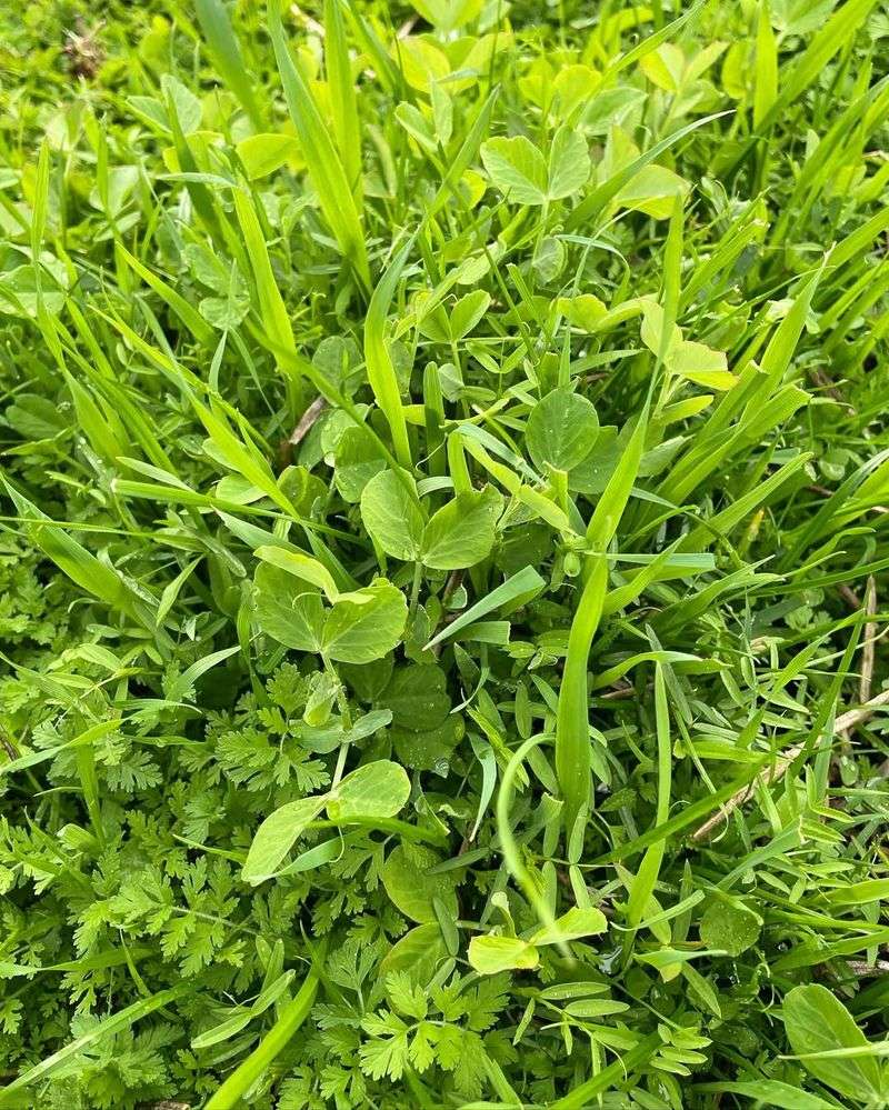 Late Fall (November)