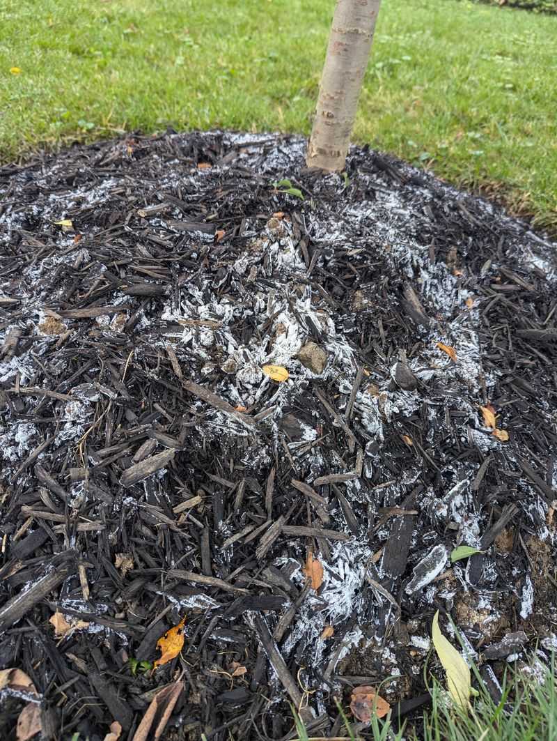 Warm, Damp Mulch Encourages Fungal Issues