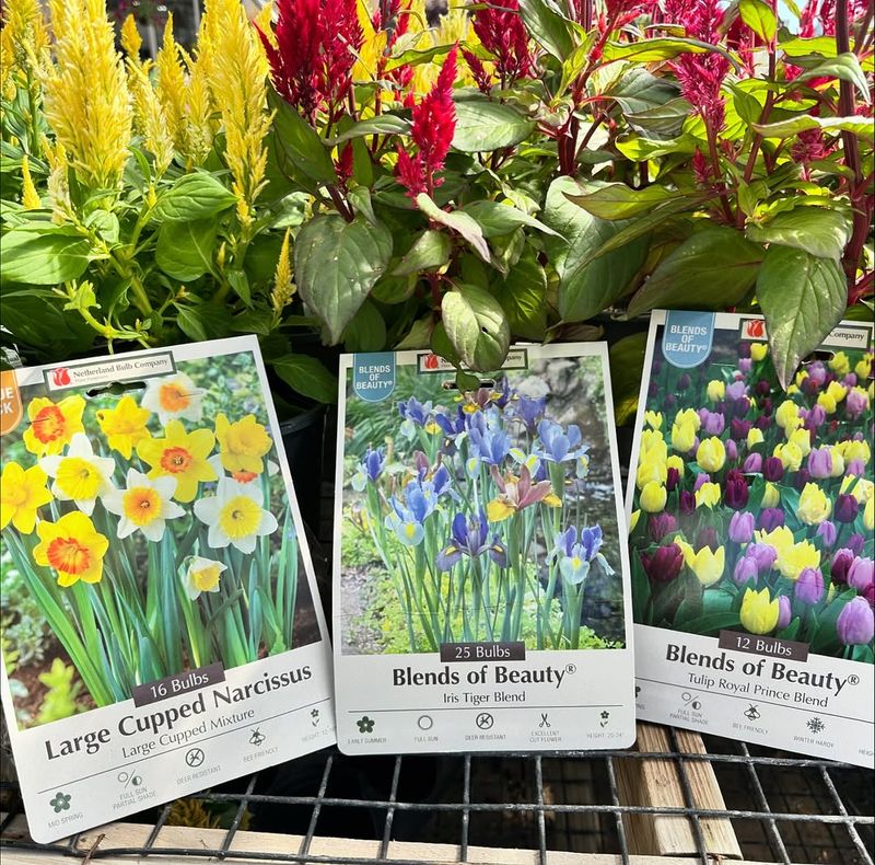 Late October Through November For Spring Bulbs And Perennials