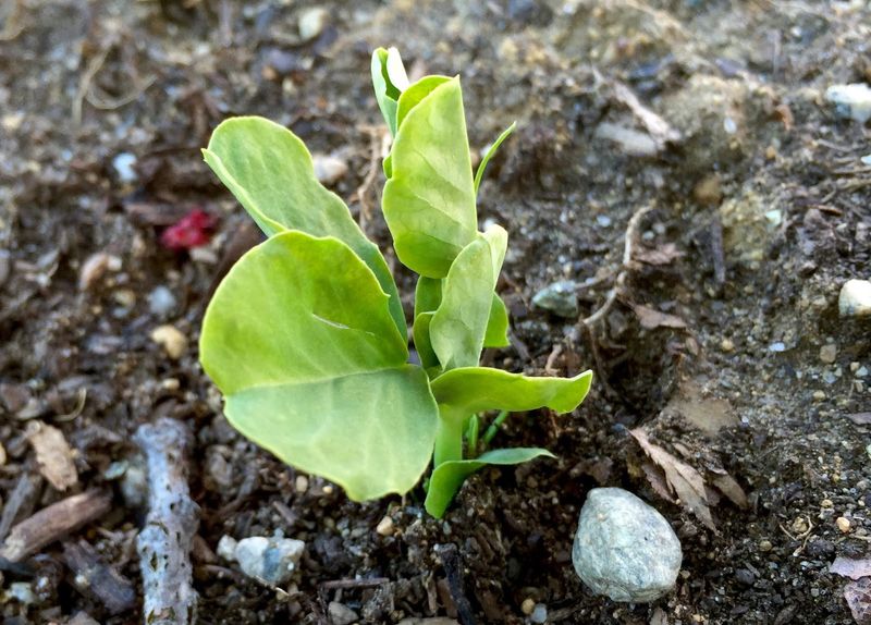 Lower Insect Activity In Winter Months