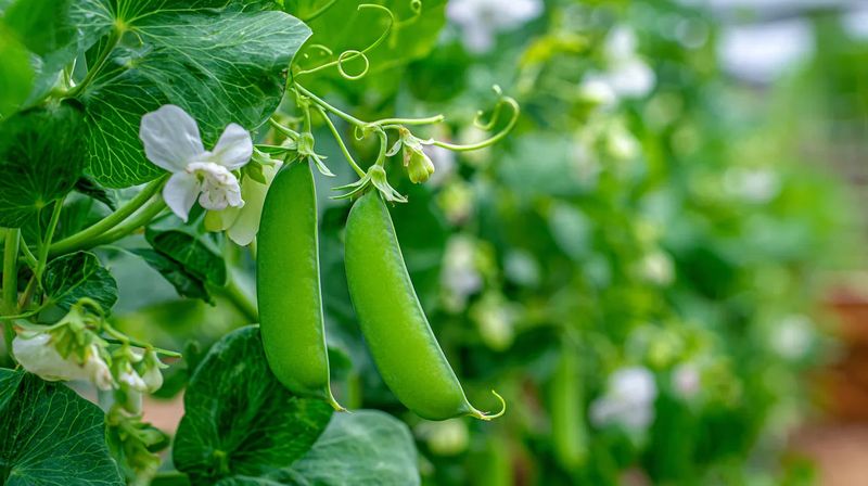 Cool Weather Reduces Common Pest Pressure