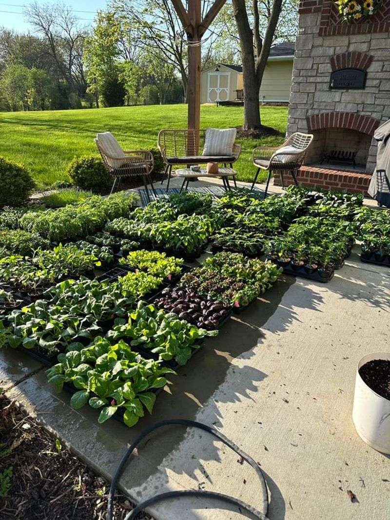 Seedlings Establish More Evenly In Short Growing Seasons