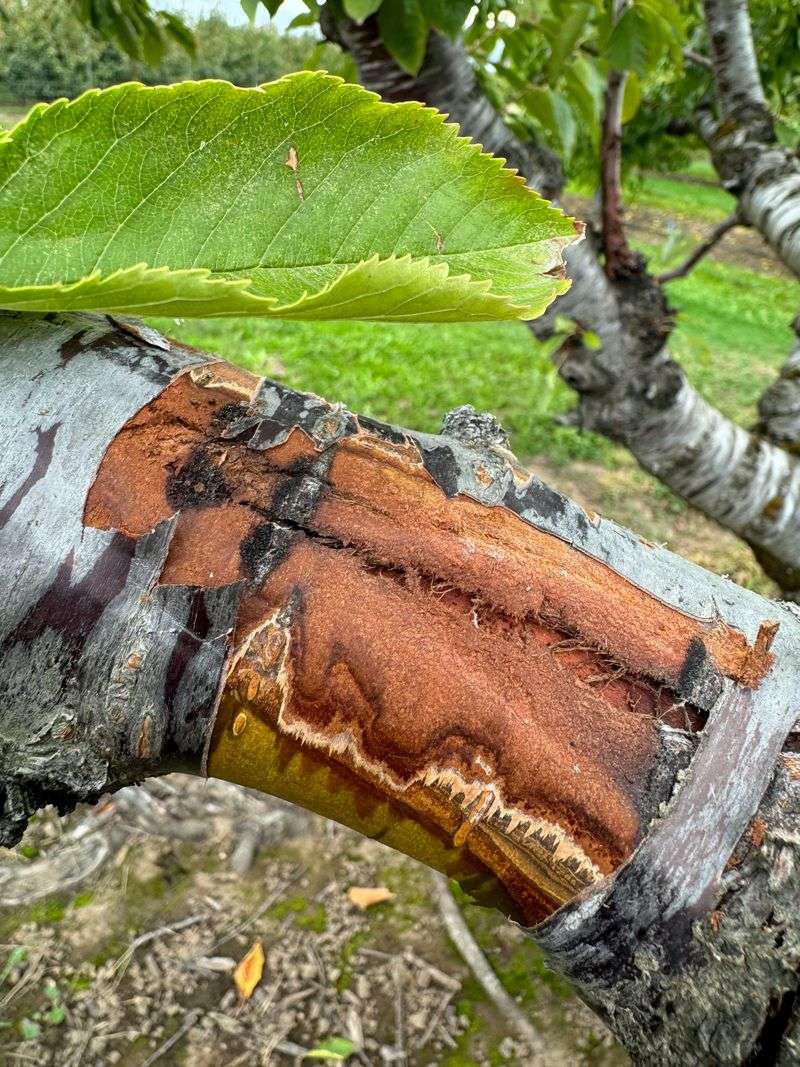 Why Western Oregon Weather Makes It Worse